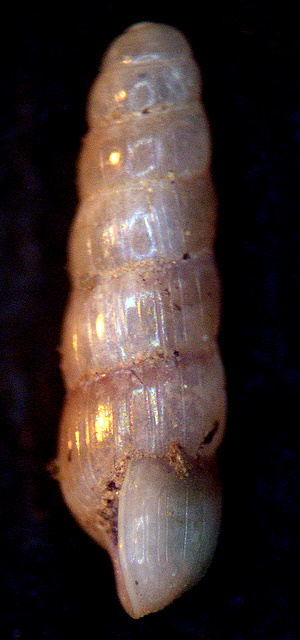 Acicula benoiti (Bourguignat, 1864)